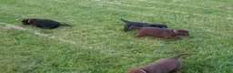 Labrador Retriever dogs for sale: Daisy  - Ad 4
