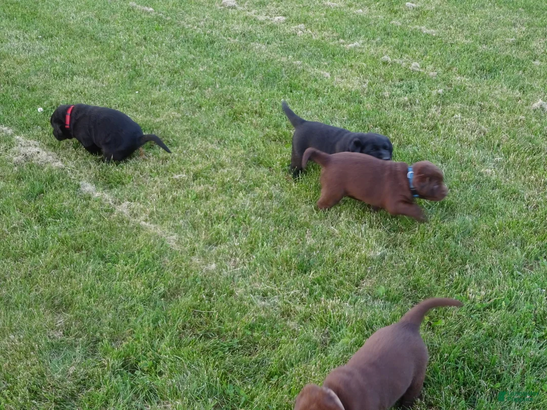 Labrador Retriever dogs for sale: Daisy  - Ad 4