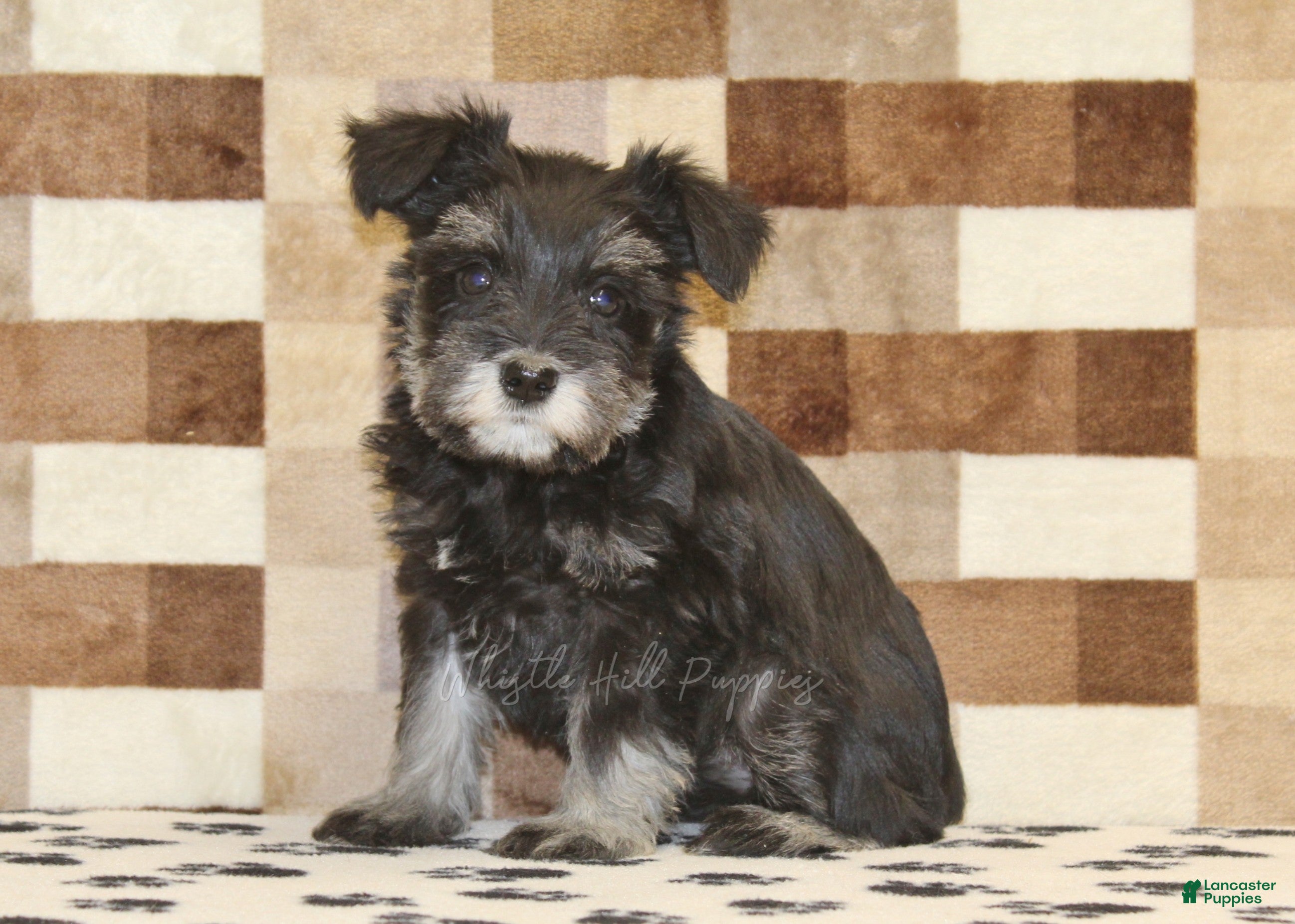 Miniature Schnauzer dogs Pearl - Ad 1