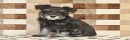 Miniature Schnauzer dogs for sale: Pearl - Ad 1