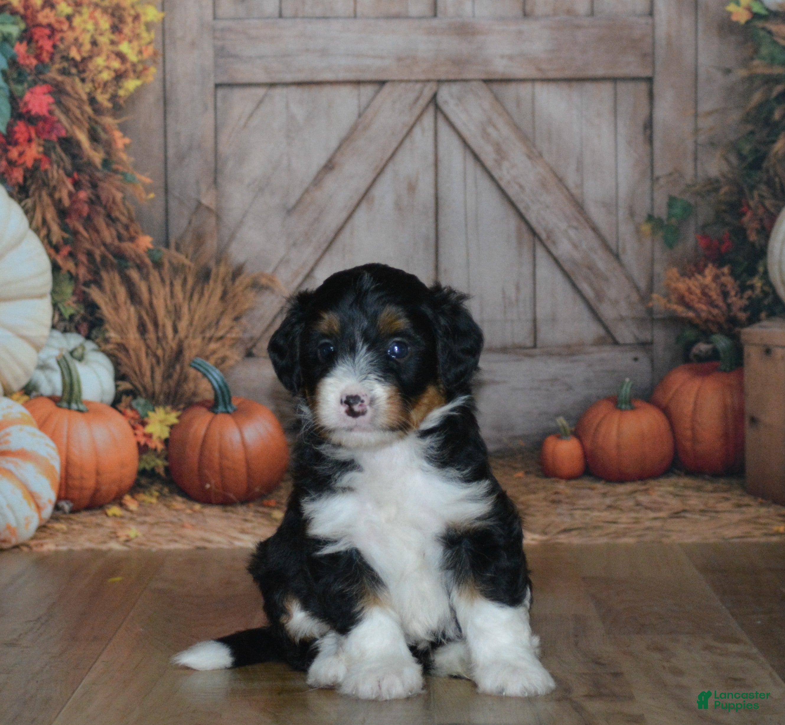 Mini Bernedoodle dogs Rosie - Ad 1