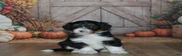 Mini Bernedoodle dogs for sale: Rosie - Ad 1
