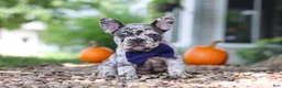 French Bulldog dogs for sale: Hayden - Ad 1