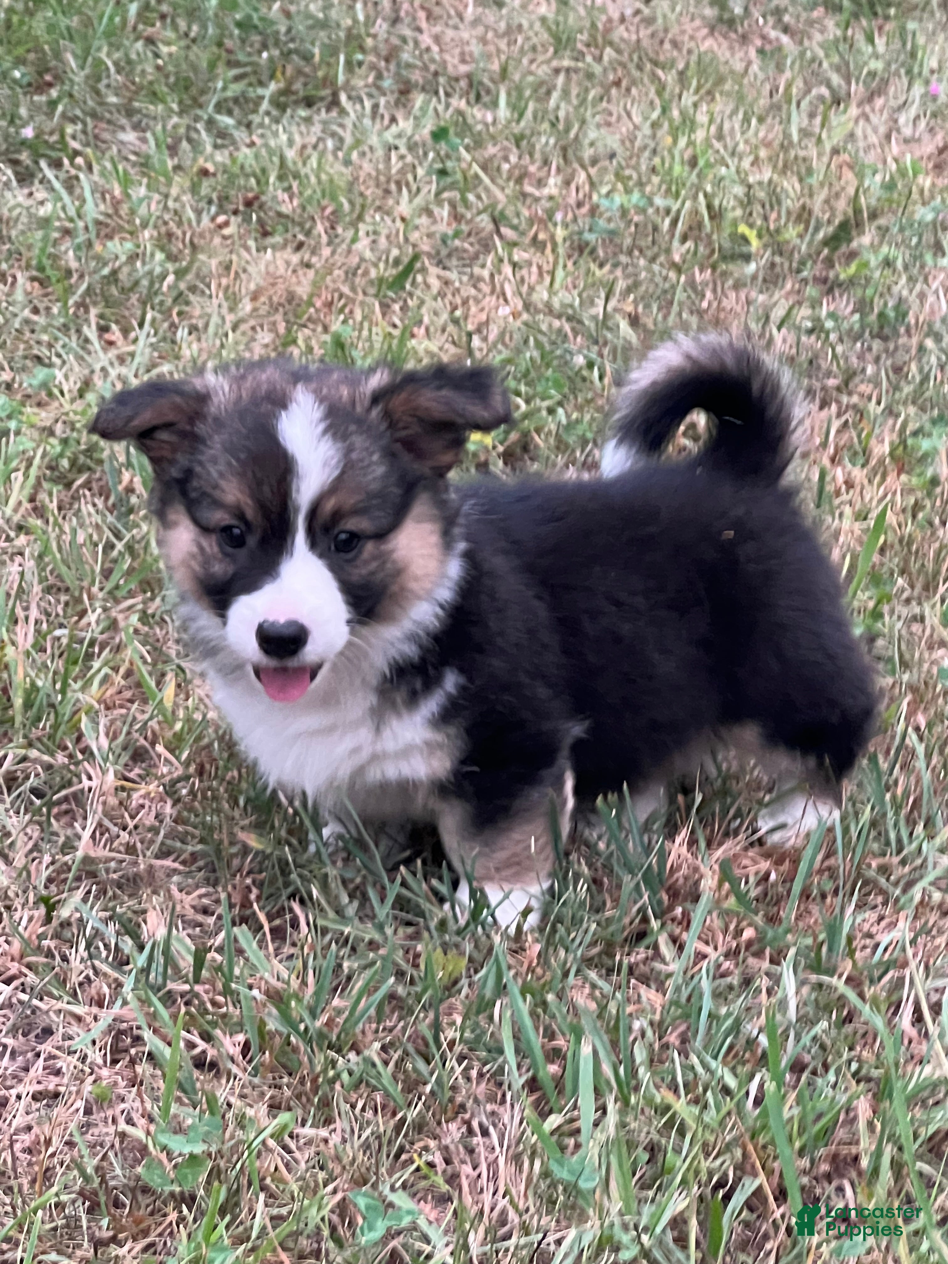 Mixed Breed dogs Lil Troy - Ad 34