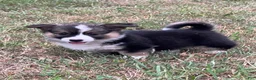 Mixed Breed dogs for sale: Lil Troy - Ad 1