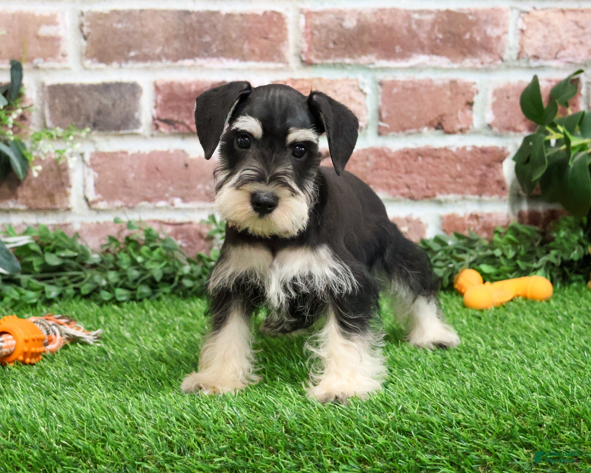 Miniature Schnauzer dogs Azriel - Ad 7