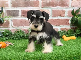 Miniature Schnauzer dogs Azriel - Ad 7