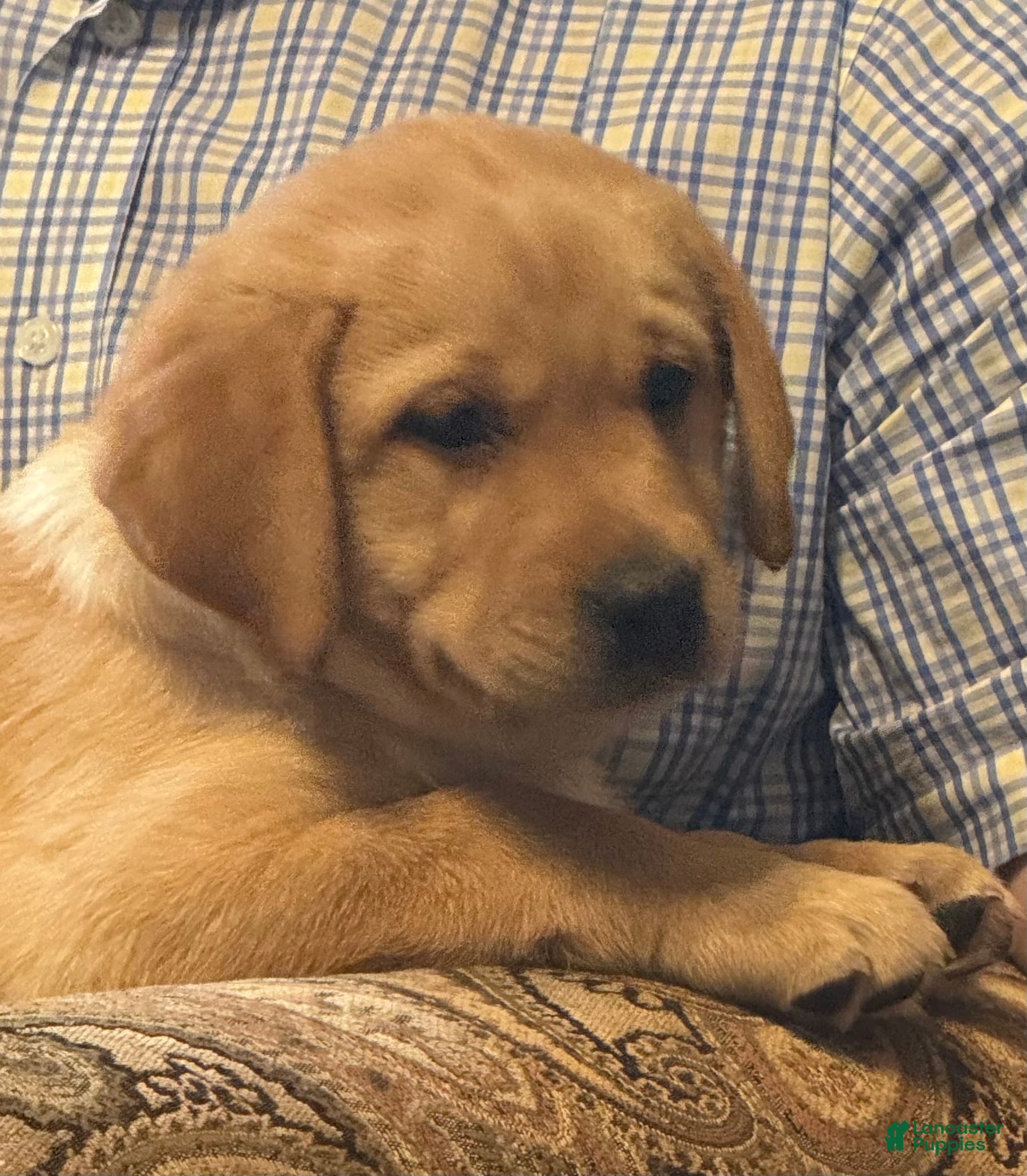 Labrador Retriever dogs Betty  - Ad 1