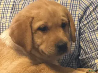 Labrador Retriever dogs for sale: Betty - Ad 2