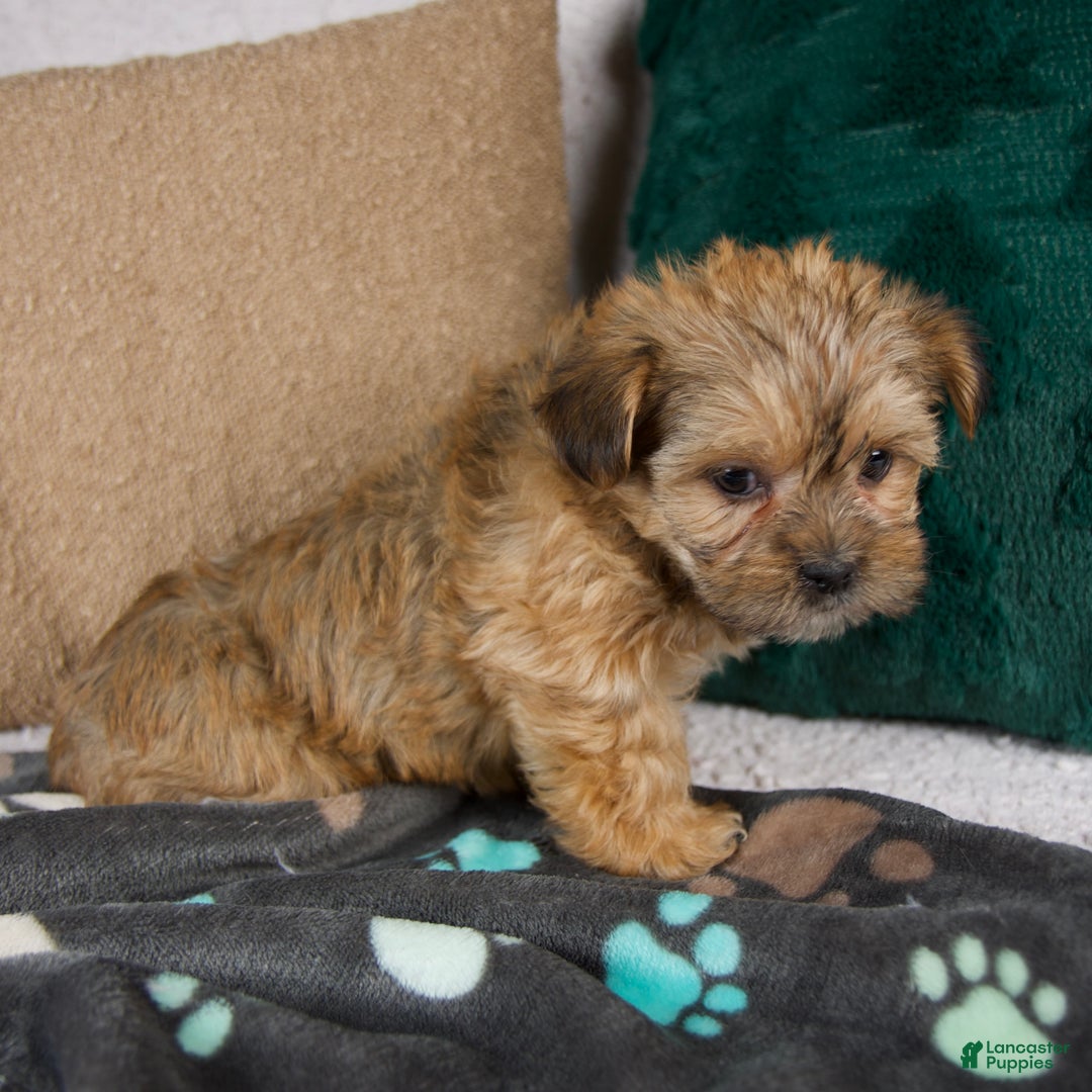 Shorkie dogs for sale: Ivy - Ad 3