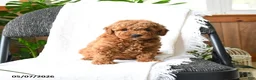 Mini Goldendoodle dogs for sale: Grayson - Ad 3