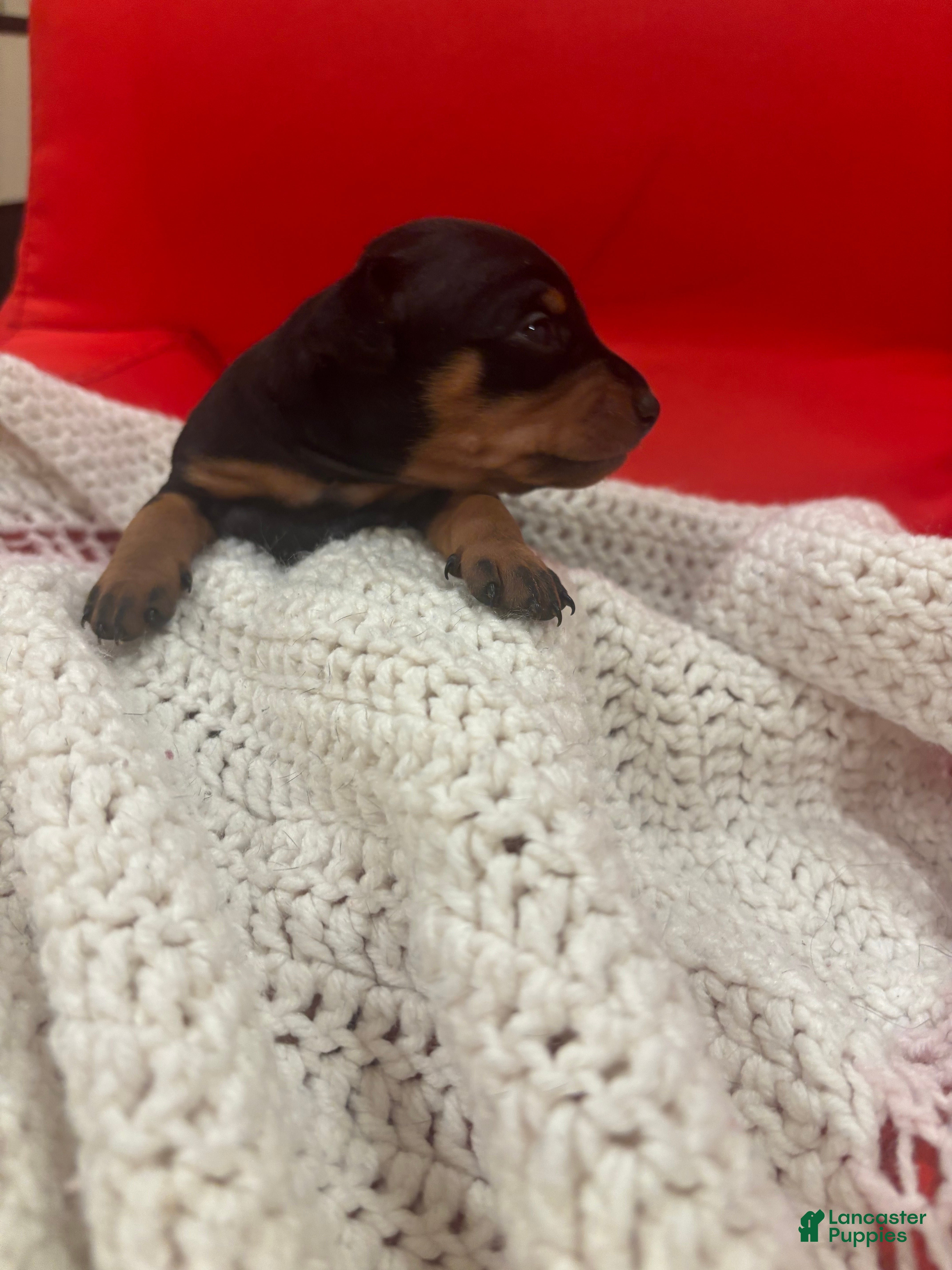 Miniature Pinscher dogs Miniature Pinscher Puppy 4 - Ad 31