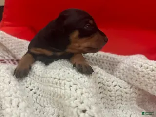 Miniature Pinscher dogs Miniature Pinscher Puppy 4 - Ad 31