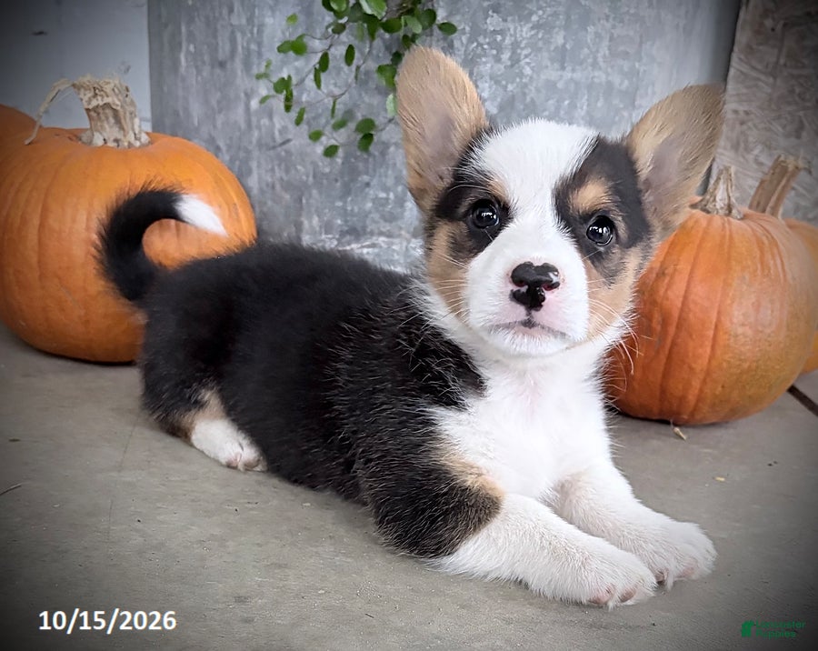 Welsh Corgi Pembroke dogs Fairy - Ad 1