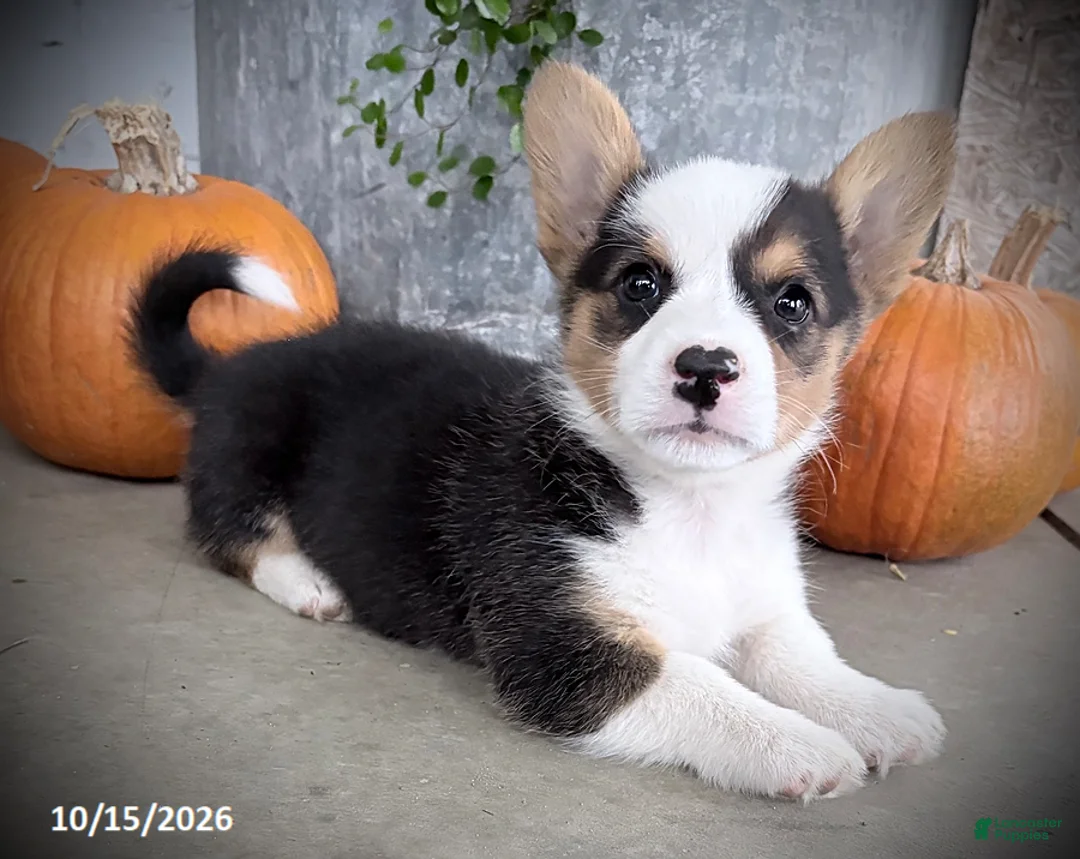 Welsh Corgi Pembroke dogs for sale: Fairy - Ad 1