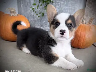 Welsh Corgi Pembroke dogs Fairy - Ad 1