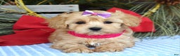 Maltipoo dogs for sale: Lainey - Ad 7