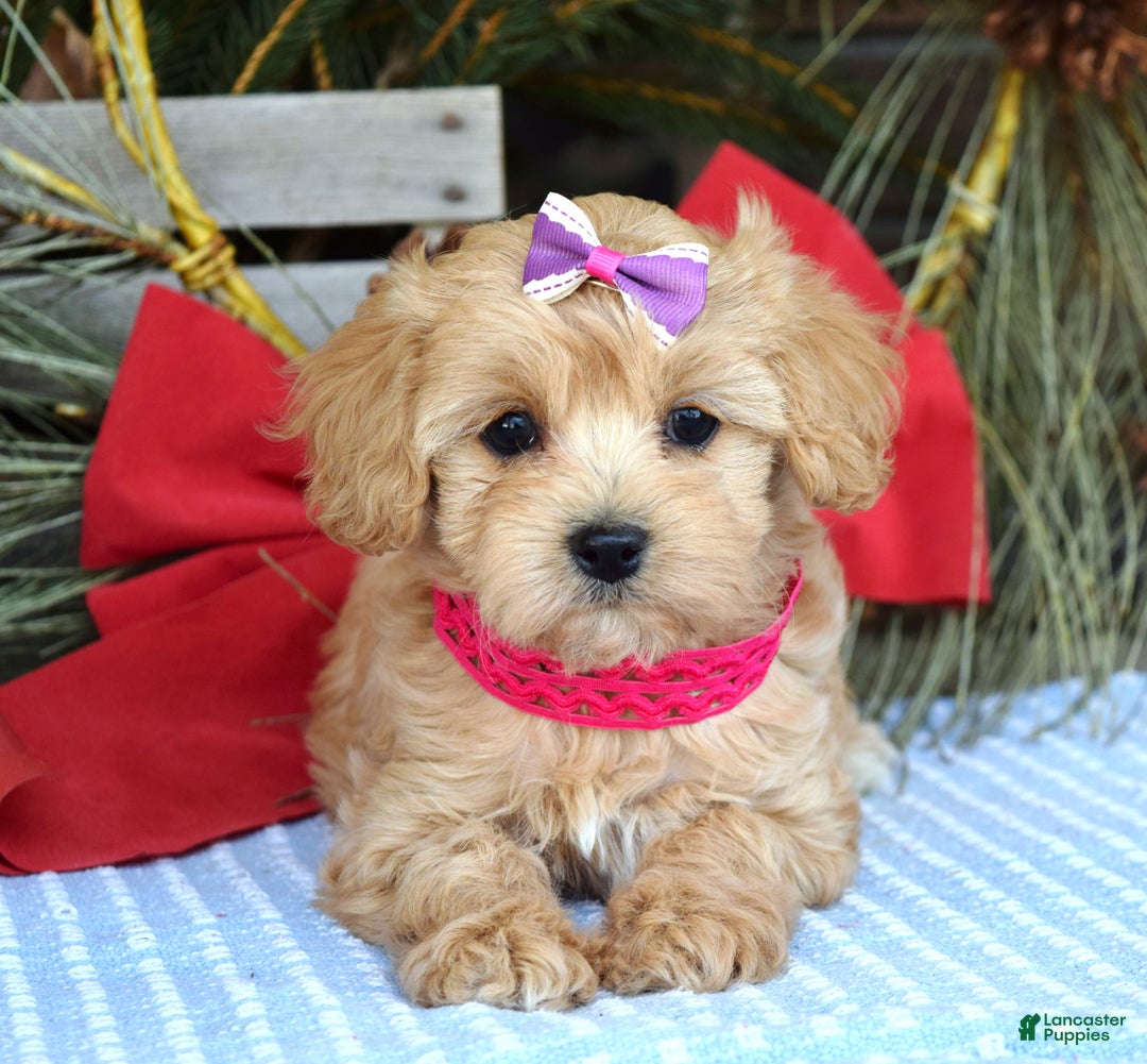 Maltipoo dogs for sale: Lainey - Ad 7