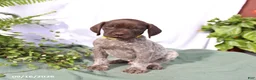 German Shorthaired Pointer dogs for sale: Moose - Ad 5