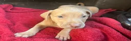 American Pit Bull Terrier dogs for sale: American Pit Bull Terrier 3 - Ad 3