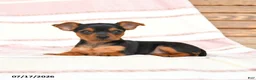Yorkshire Terrier dogs for sale: Qwirkle - Ad 3