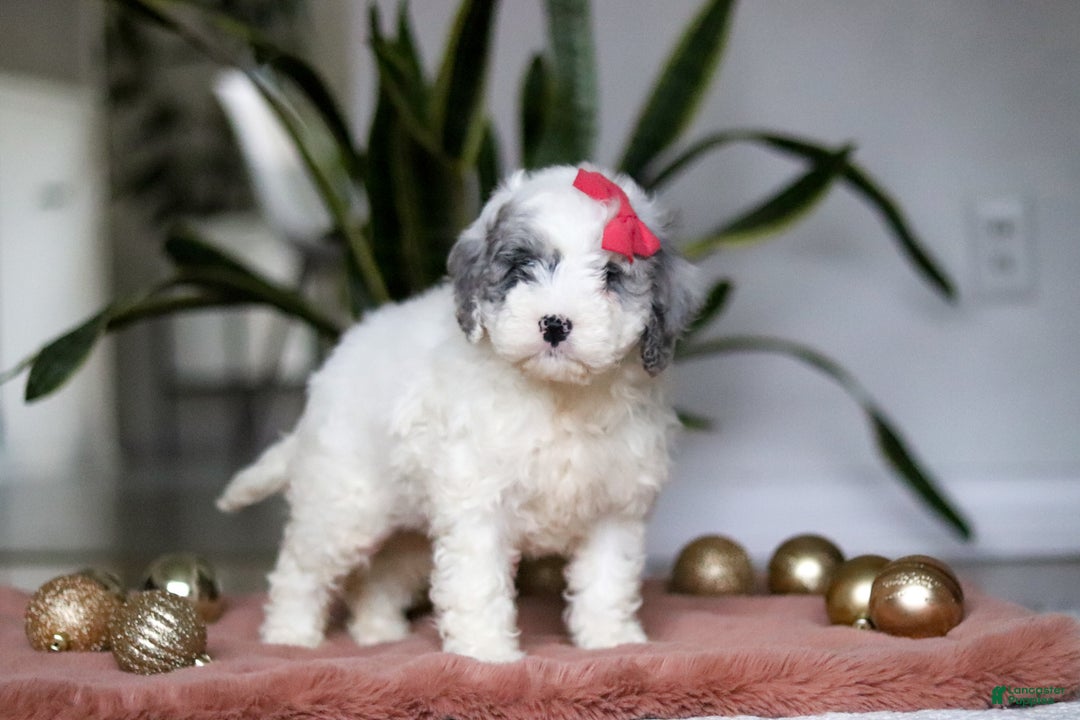 Cockapoo dogs for sale: Rosie - Ad 4