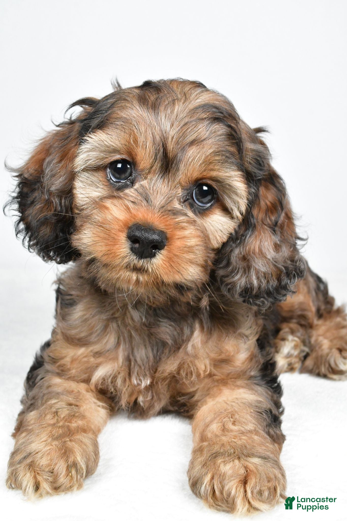 Cockapoo dogs Hank - Ad 2