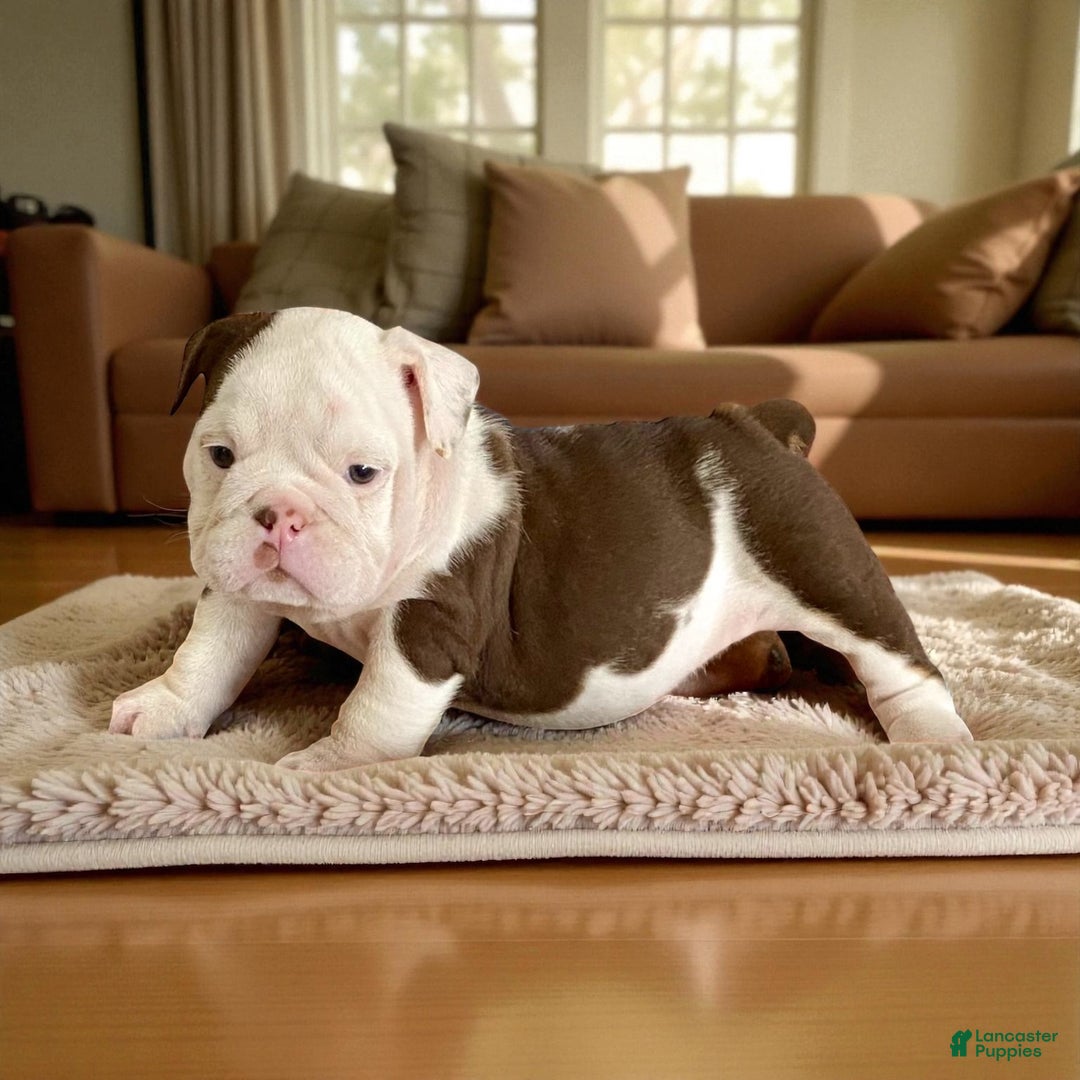 English Bulldog dogs for sale: Willow  - Ad 4