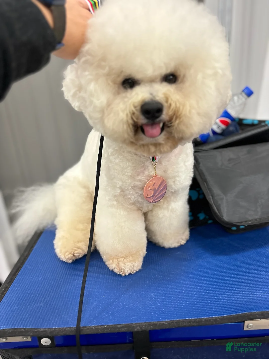 Bichon Frise dogs for sale: Bichon Frise Puppy 3 - Ad 3