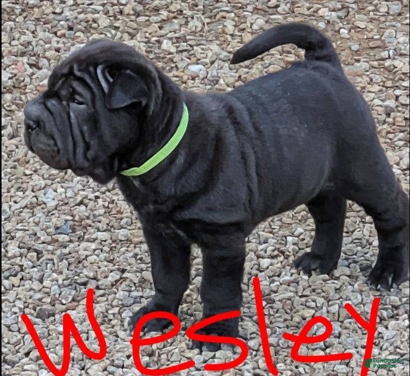 Shar Pei dogs Wesley - Ad 2