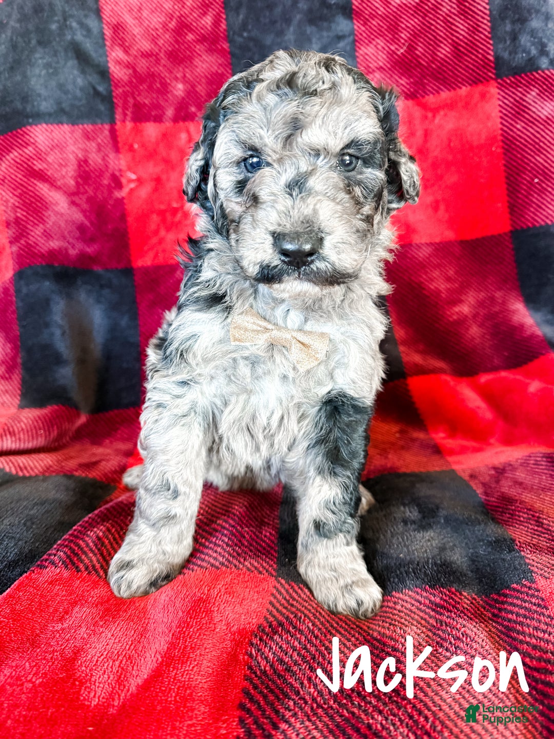 Aussiedoodle dogs for sale: Jackson - Ad 4