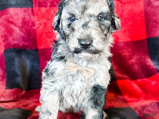 Aussiedoodle dogs Jackson - Ad 22