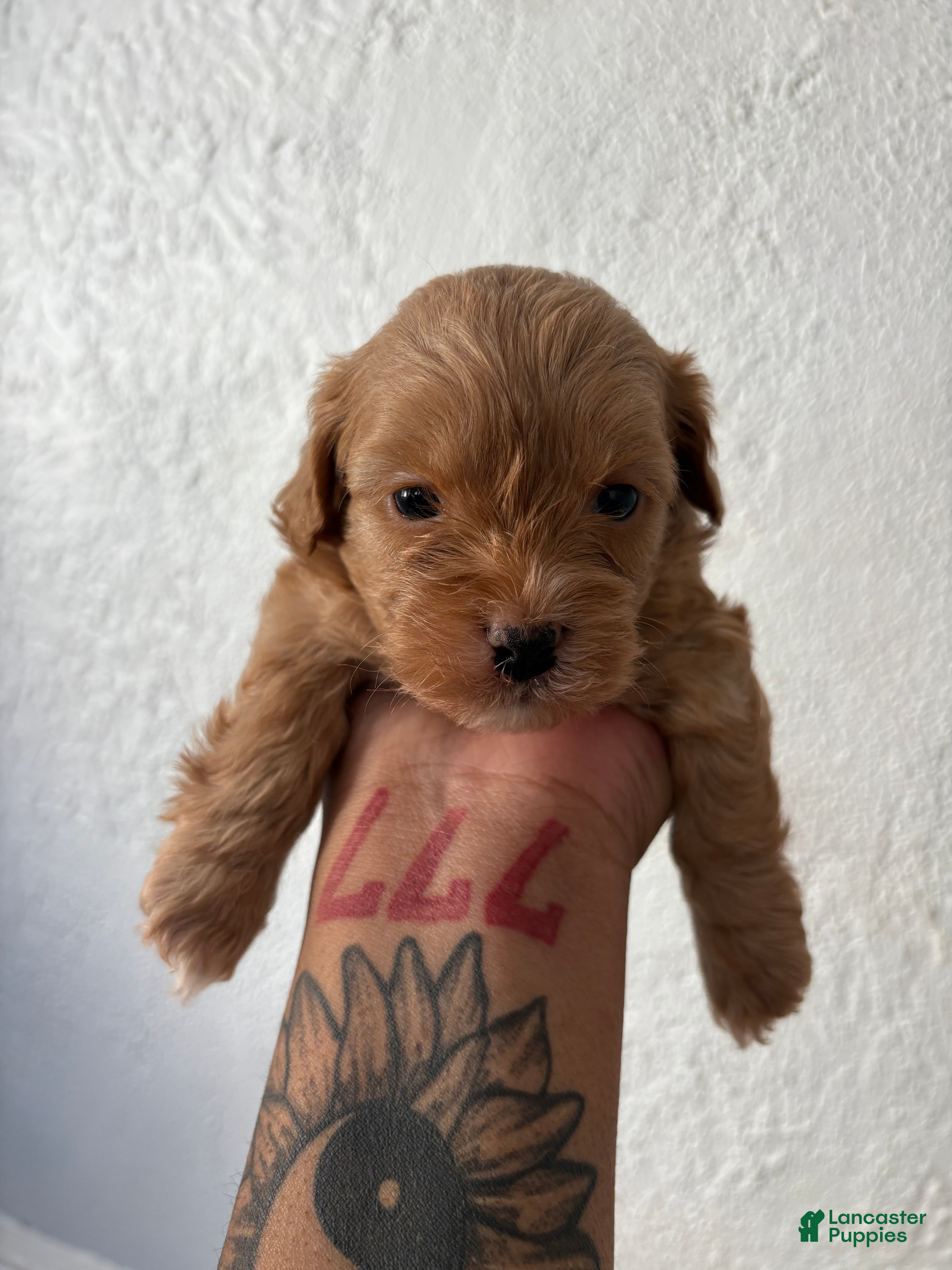 Shihpoo dogs Daisy - Ad 2