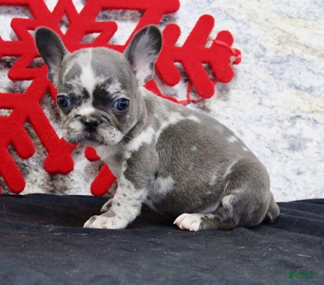 French Bulldog dogs for sale: Cloe - Ad 5