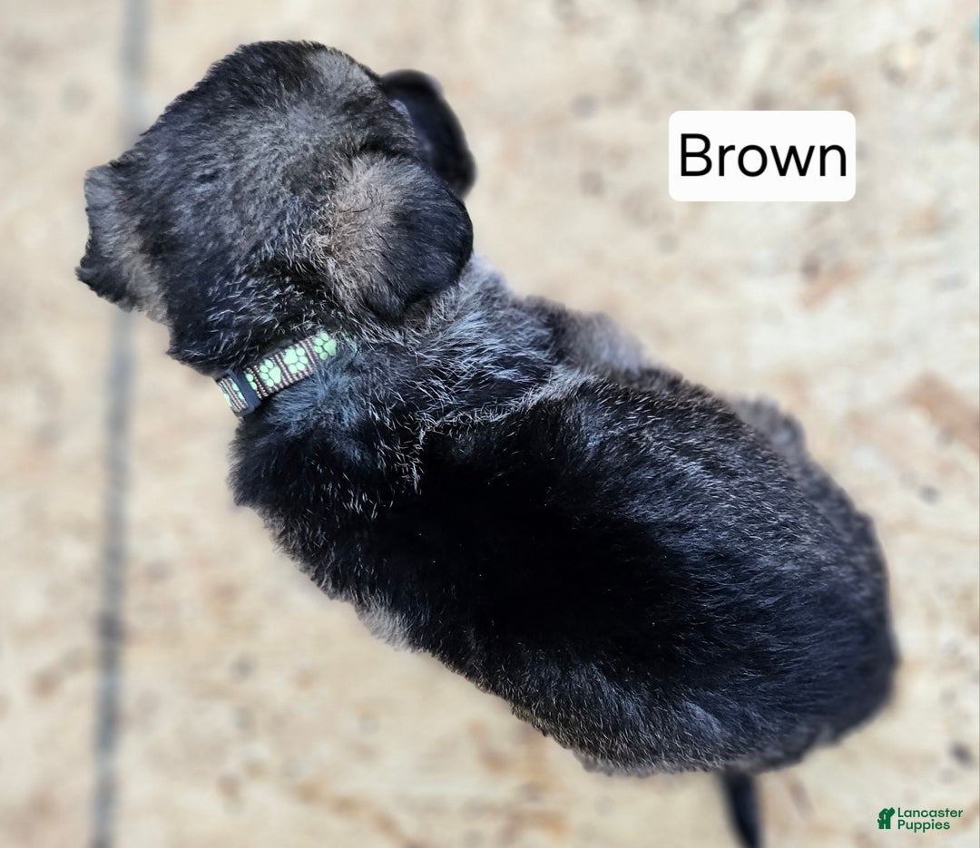 German Shepherd dogs for sale: Male German Shepherd 1 - Hershey - Ad 3