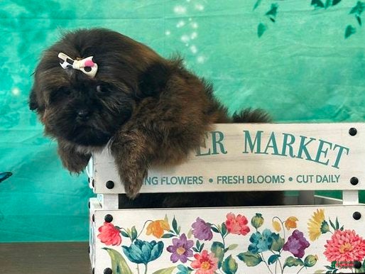 Shih Tzu dogs Miley - Ad 1