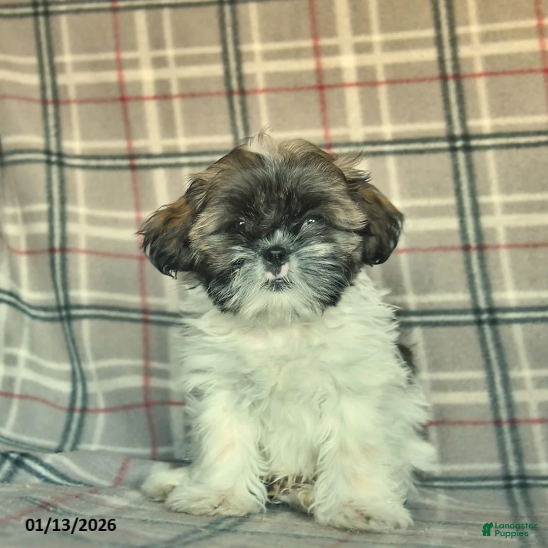 Shih Tzu dogs for sale: Sarge - Ad 3