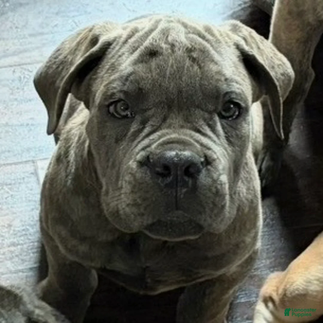 Cane Corso dogs for sale: "Squirt"  - Ad 1