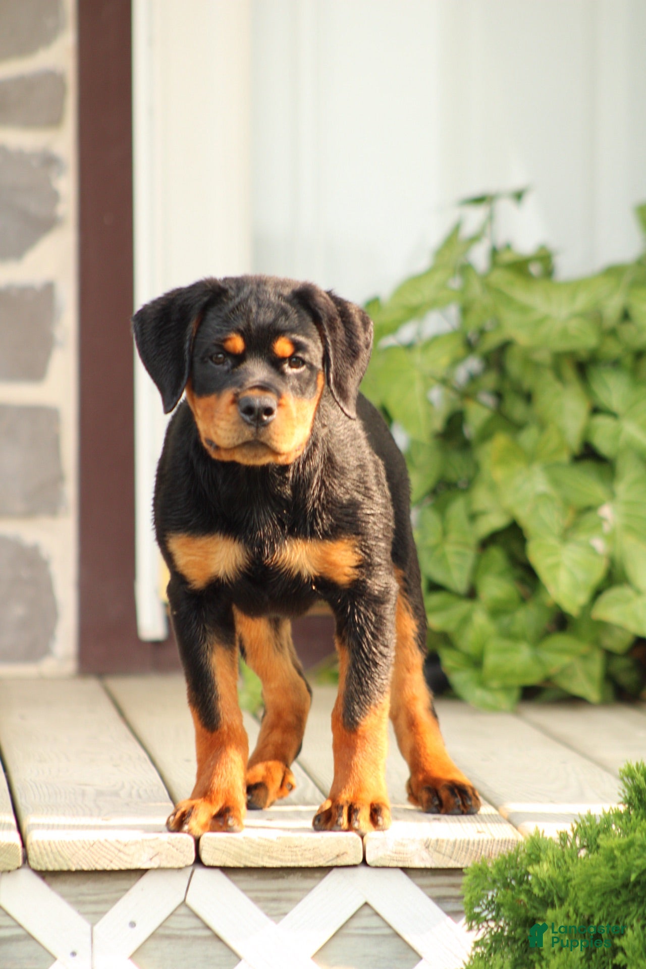 Rottweiler dogs Rottweiler lily - Ad 13