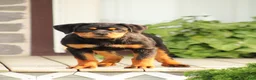 Rottweiler dogs for sale: Rottweiler lily - Ad 1