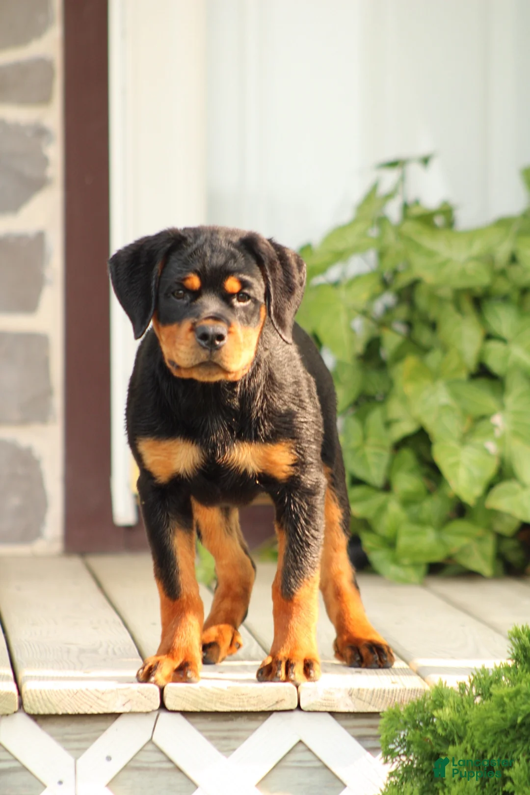 Rottweiler dogs for sale: Rottweiler lily - Ad 1