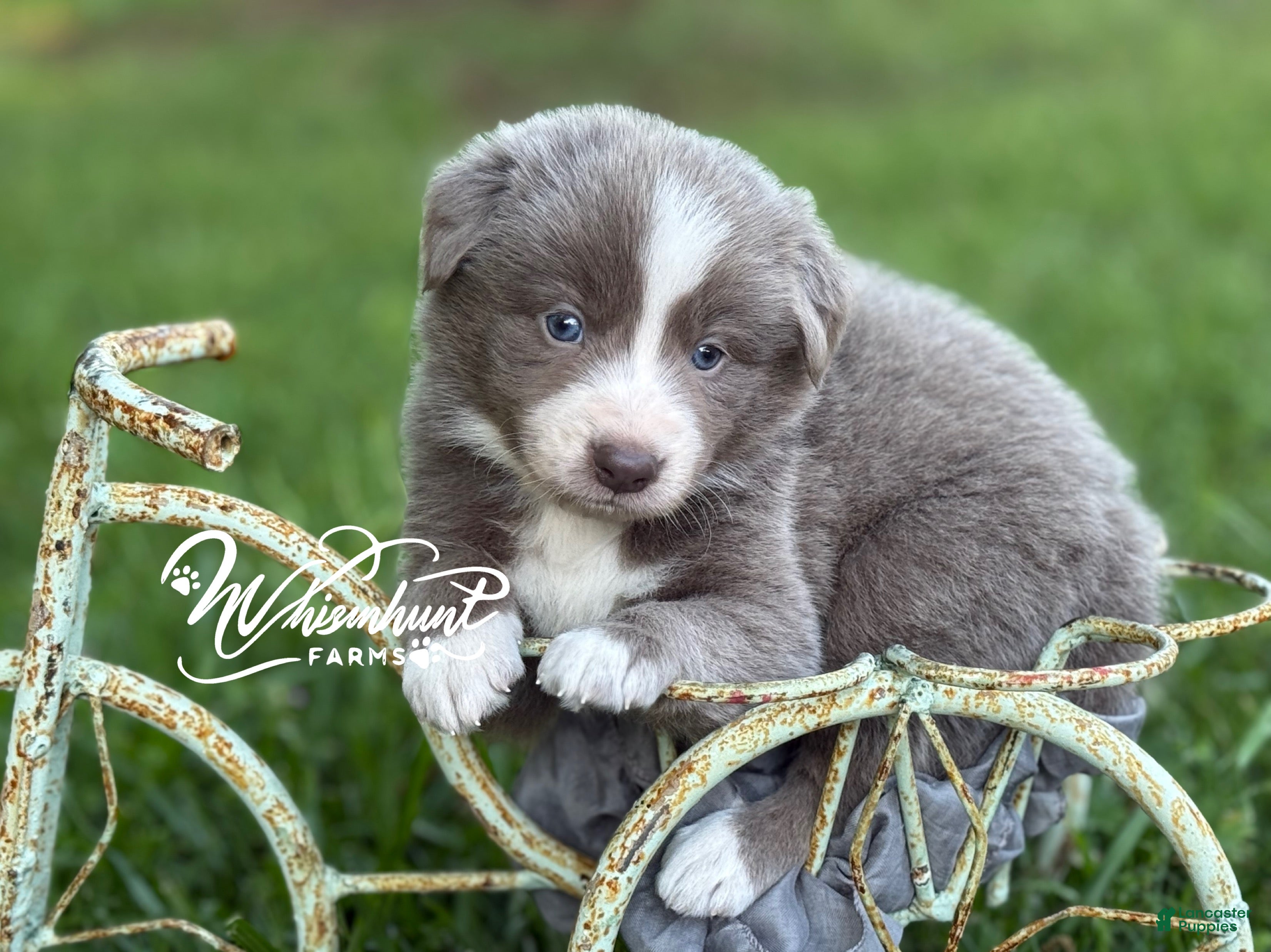 Border Collie dogs Lilac short hair - Ad 22