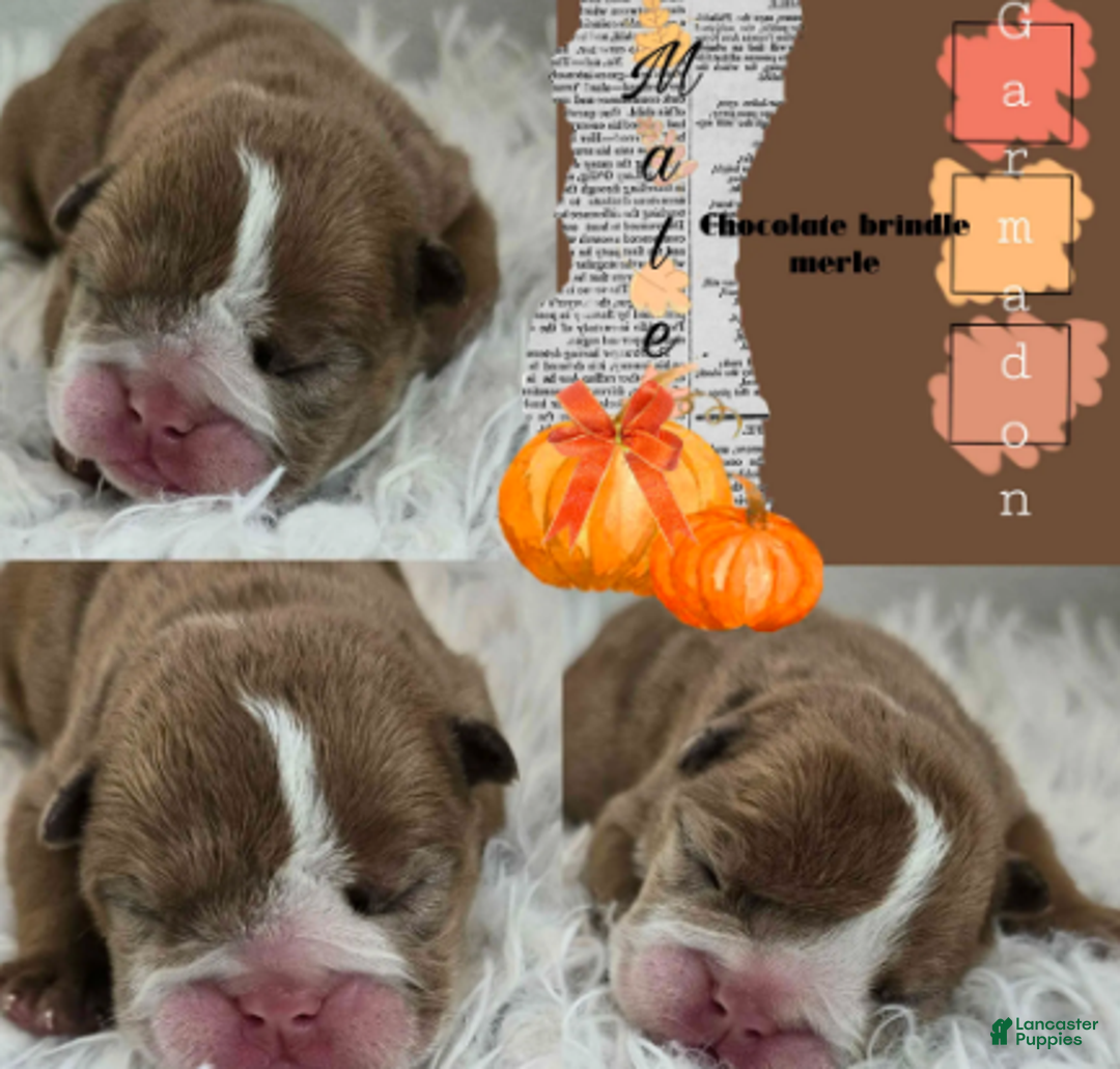 English Bulldog dogs for sale: Garmadon - Ad 1