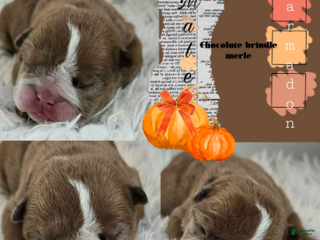 English Bulldog dogs Garmadon - Ad 6