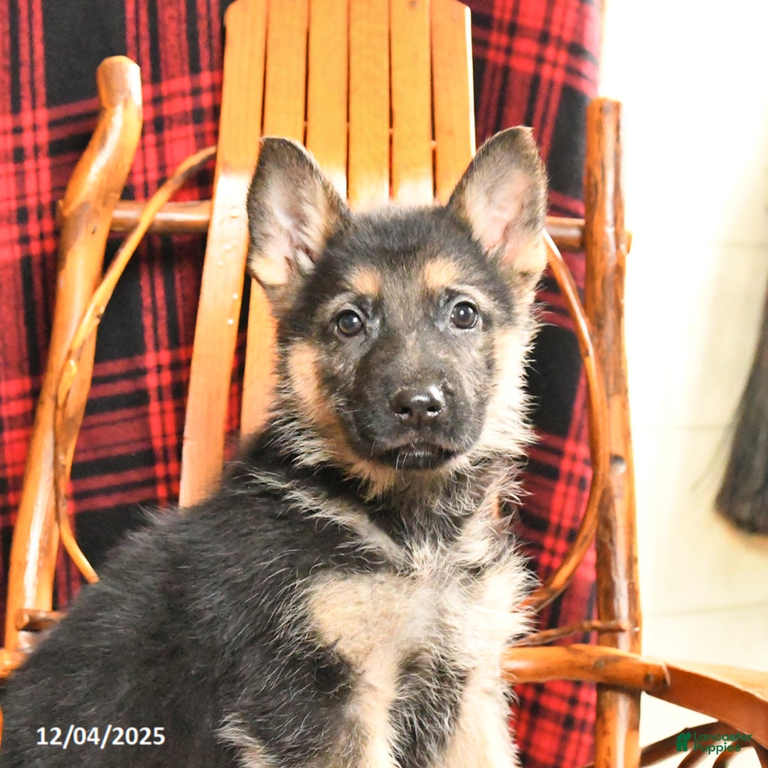 German Shepherd dogs for sale: Pretzel - Ad 5