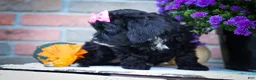 Cavapoo dogs for sale: BELLA - Ad 5