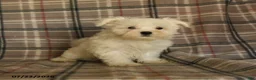 Maltese dogs for sale: Rover  - Ad 10