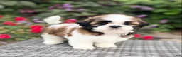 Shih Tzu dogs for sale: Lena - Ad 4