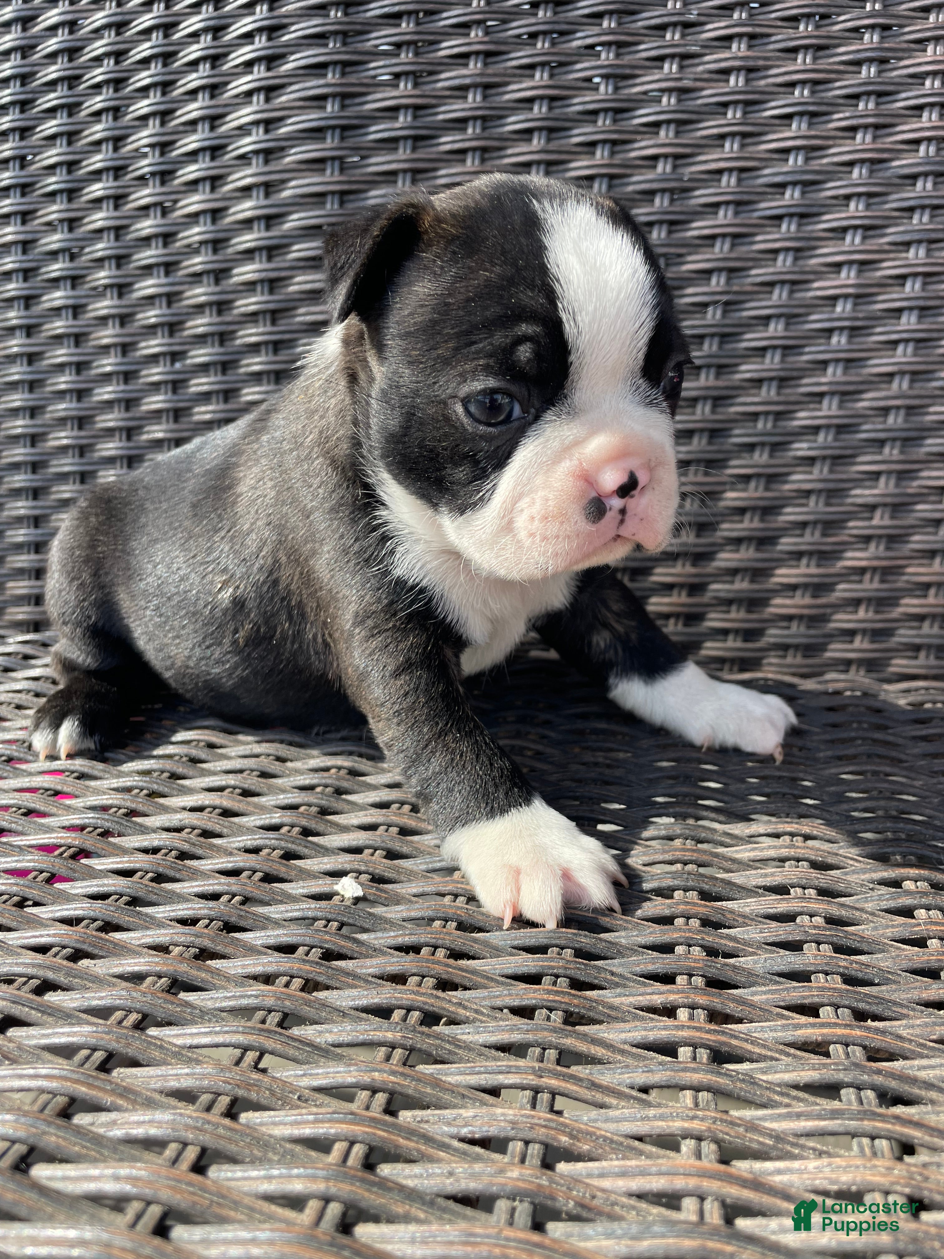 Boston Terrier dogs Boston Terrier 4 - Ad 21