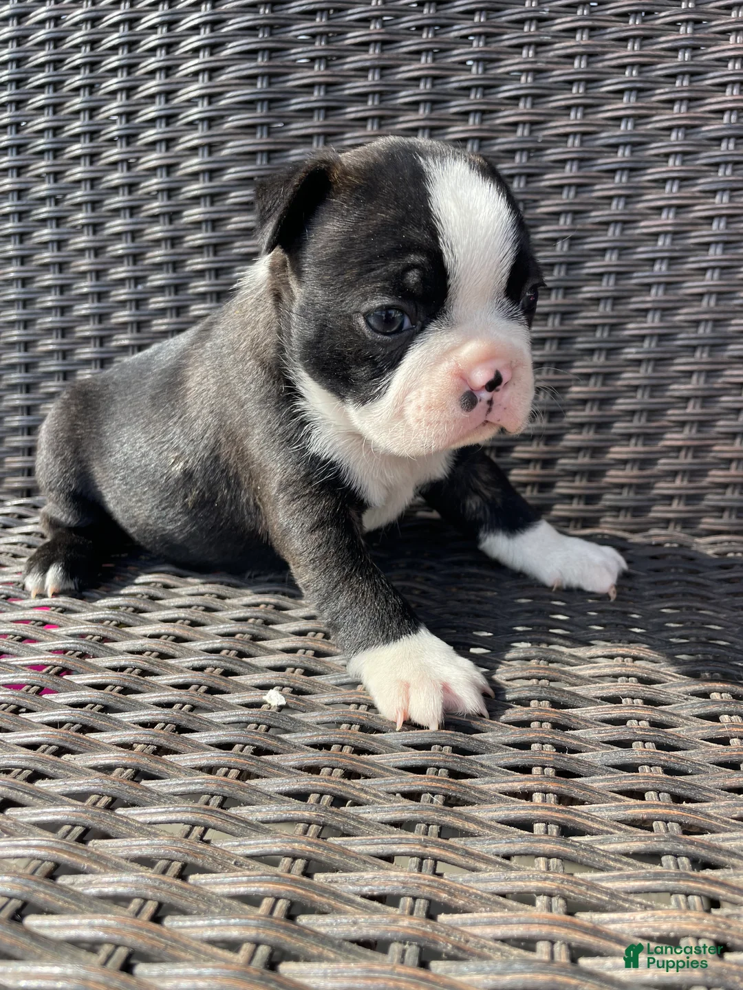 Boston Terrier dogs for sale: Boston Terrier 4 - Ad 1